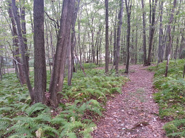Beechwood-Hiking-Trails-2